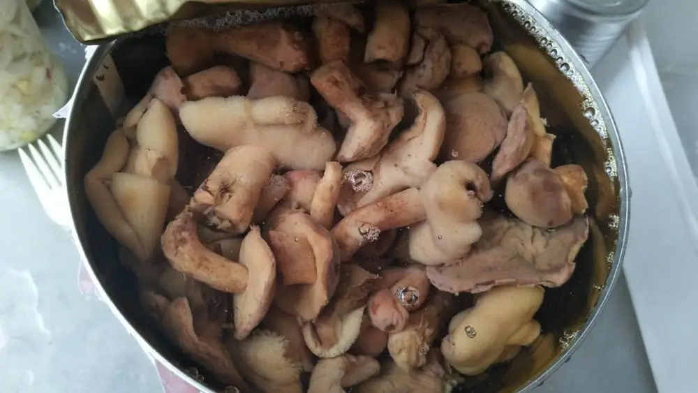 
new crop canned suillus 