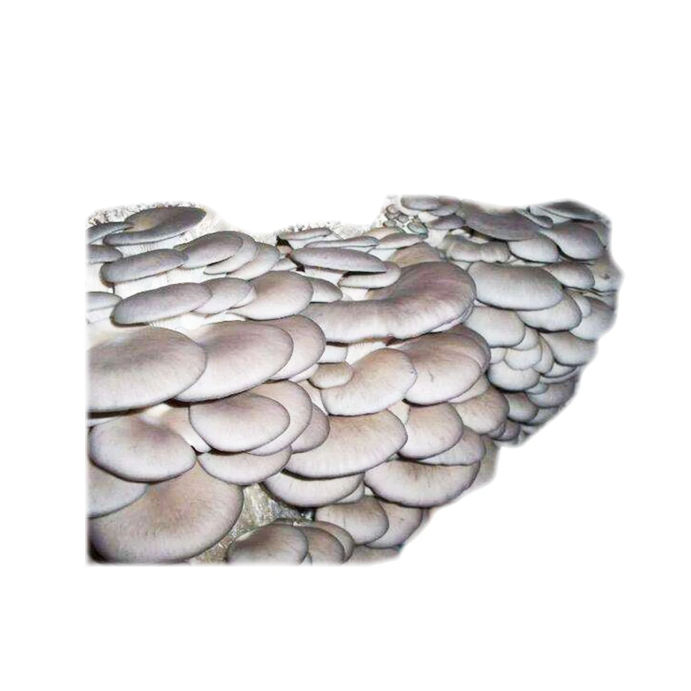 
Farm organic fruitwood grey oyster mushroom spawn logs seeds oyster mushroom sticks 