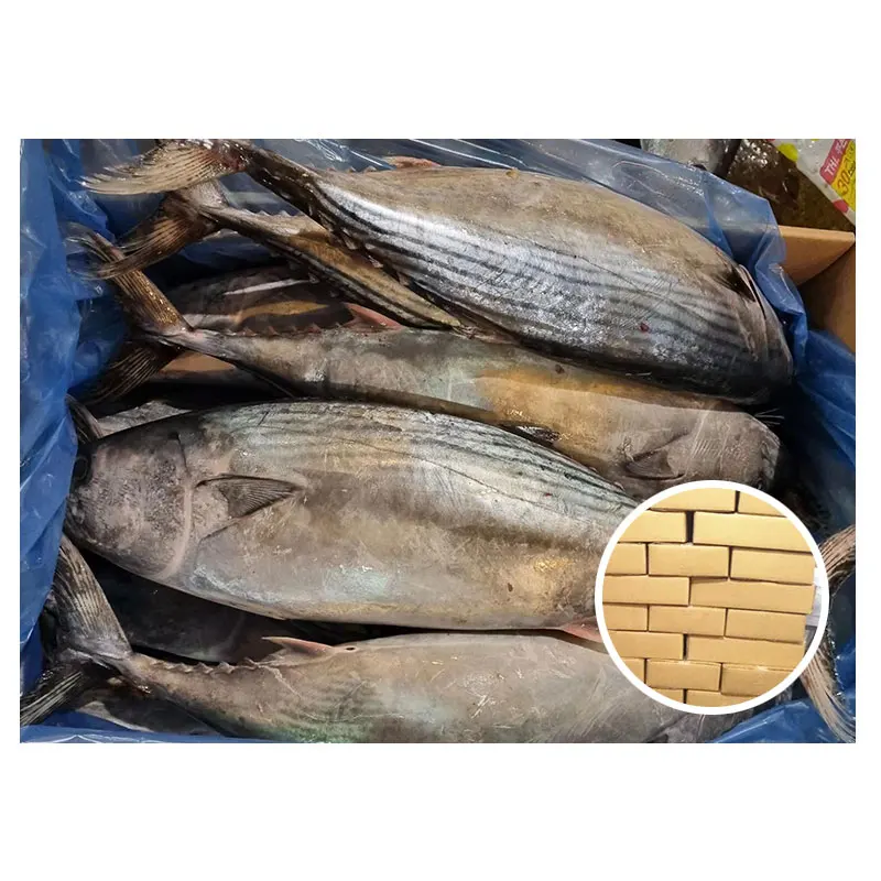 New Catching Korea Origin Sarda Sarda Fish 1.5-2.5kg Frozen Striped Bonito