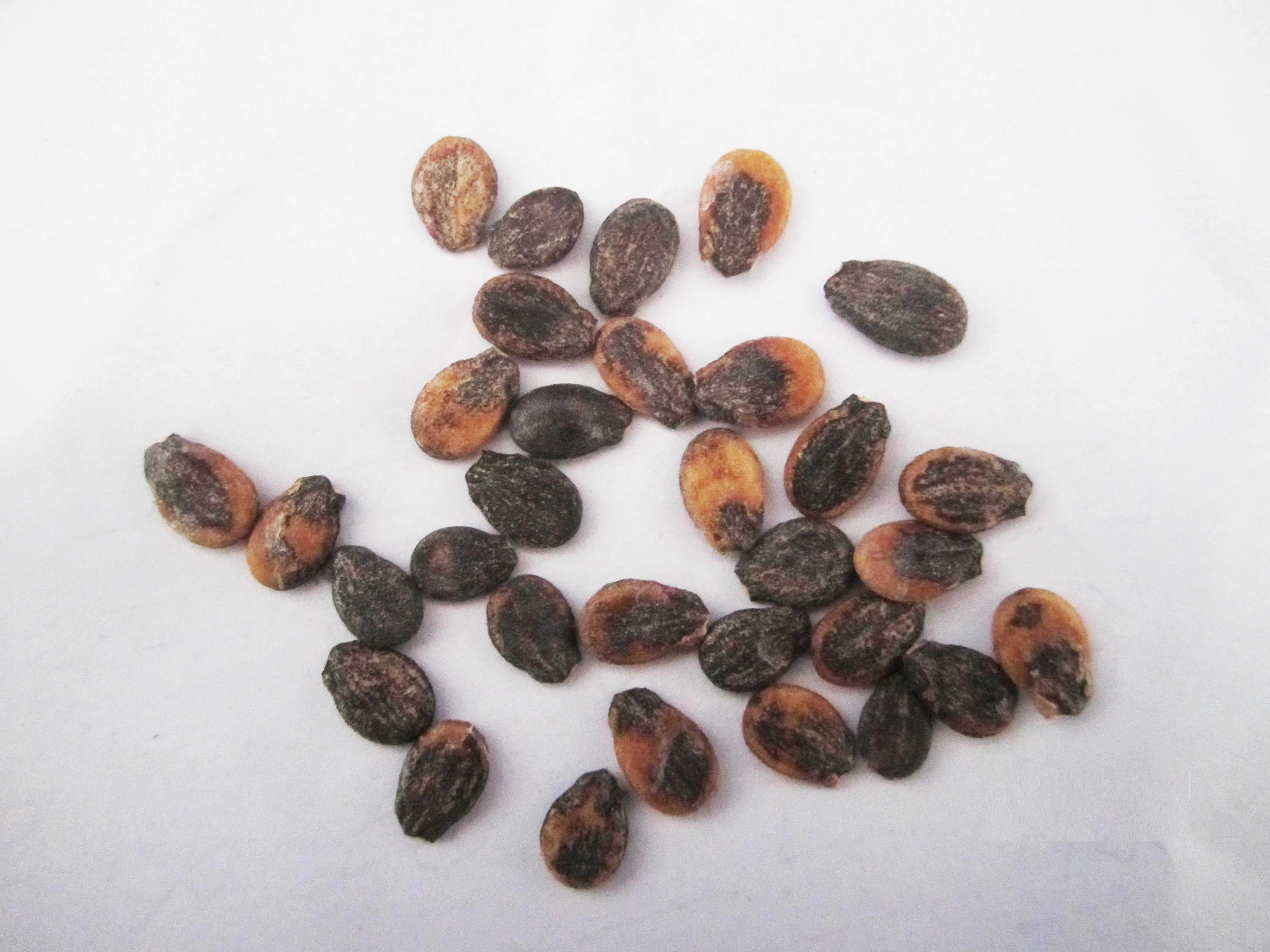 Seedless yellow rind lemon yellow flesh watermelon seed