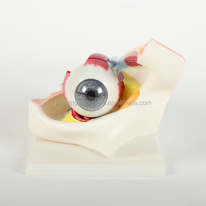 Human Eyeball Anatomical Model Anatomically Eye Model Human Eye Anatomy for Science Display Teaching Models