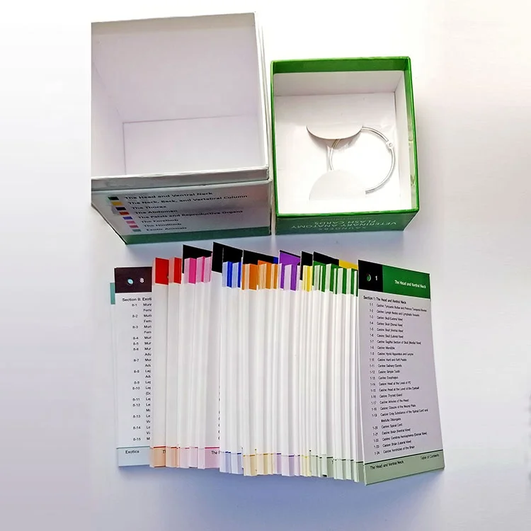 Custom Printing veterinary Anatomy Flash Cards  Extra Large Educational customized only