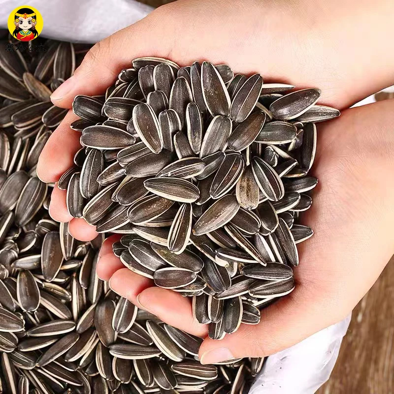 human type quality dried black and white striped sunflower seeds wholesale for sale