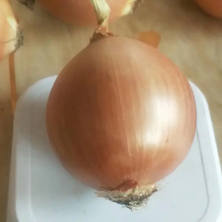 Лидер продаж желтый свежий