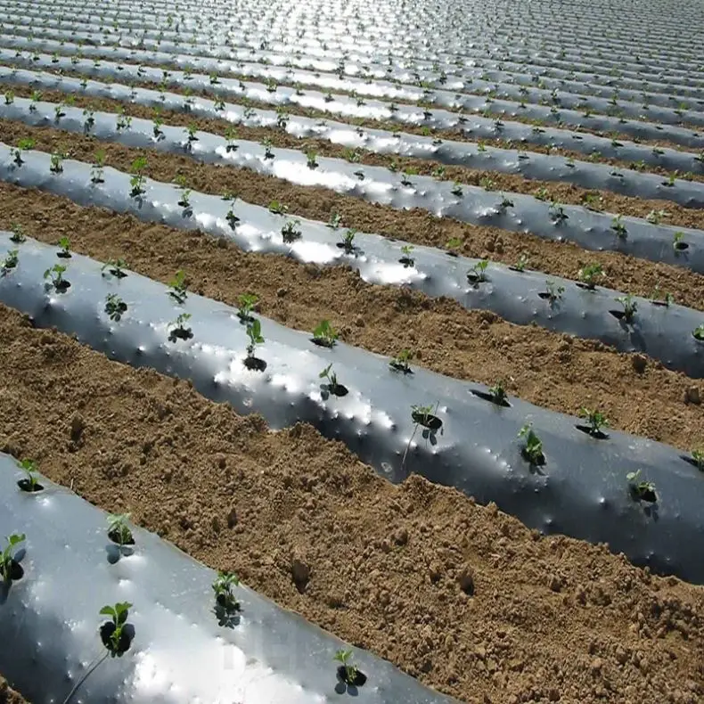 greenhouse strawberry Silver And Black plastic mulch film punch hole for Agriculture