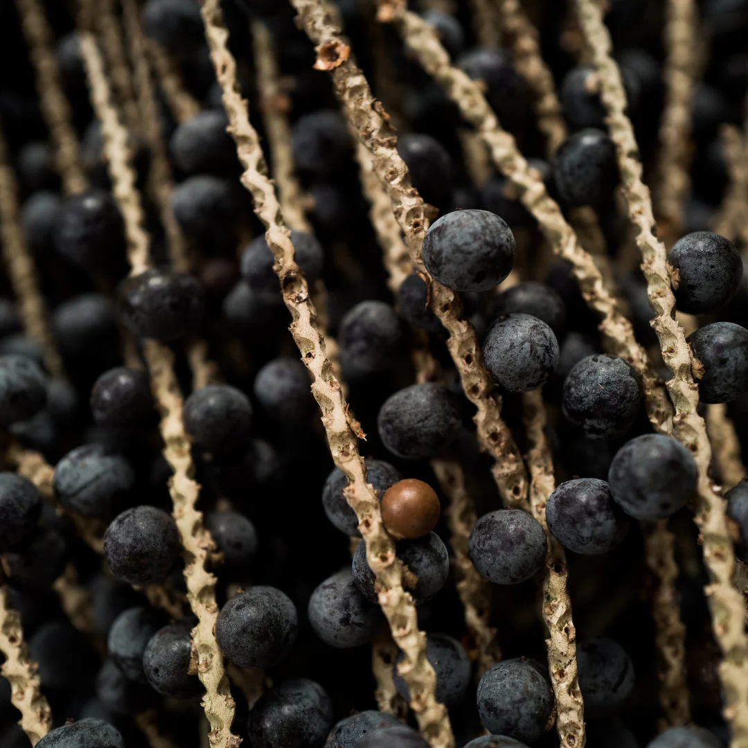 Superior Quality Superfood Freeze Dried Fruit Powder Organic Acai Berry Freeze Dried Powder