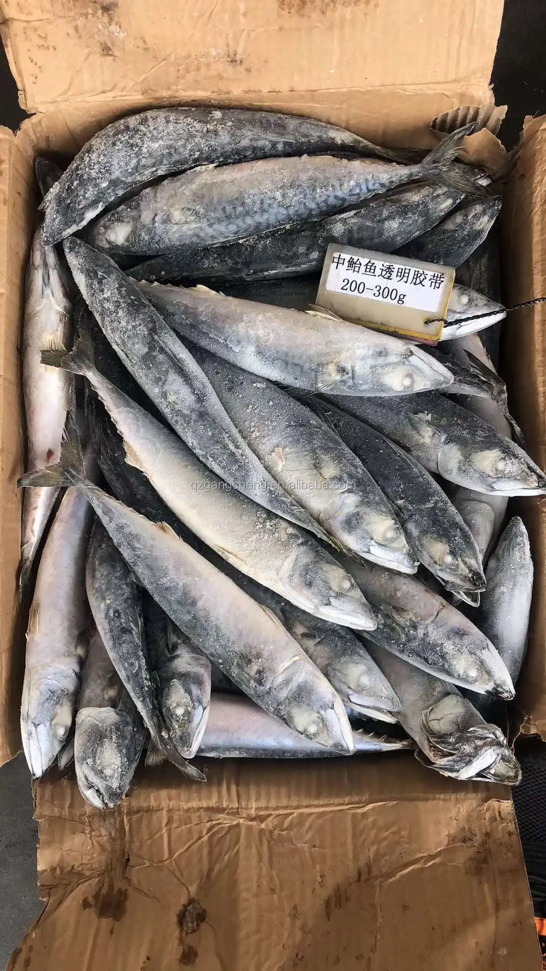 
best iqf mackerel spain mackerel W/R in Good Shape chinese direct mackerel bati fish 