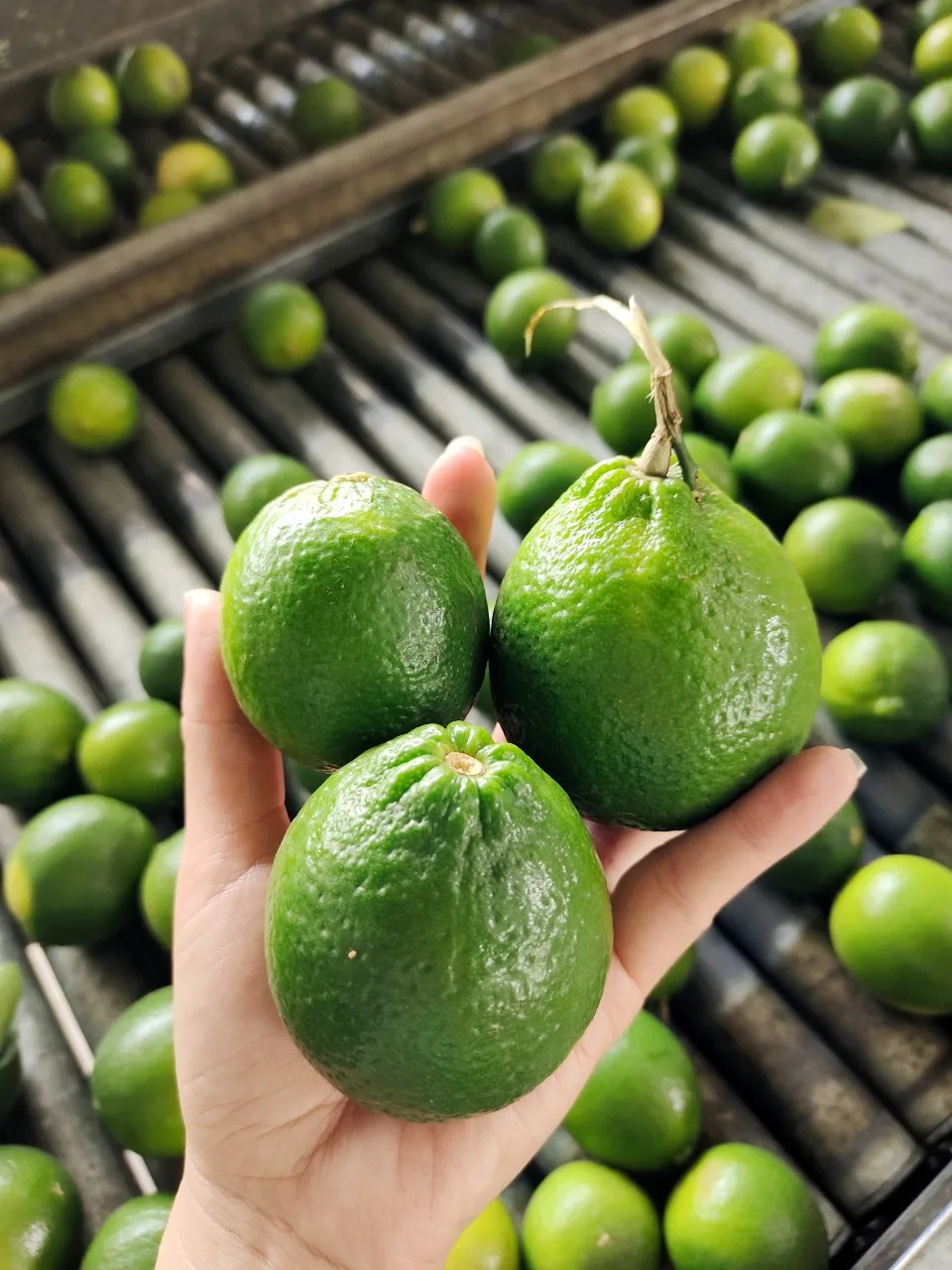 Лидер продаж из Вьетнама высокое качество оптовая продажа низкая цена минимальный заказ