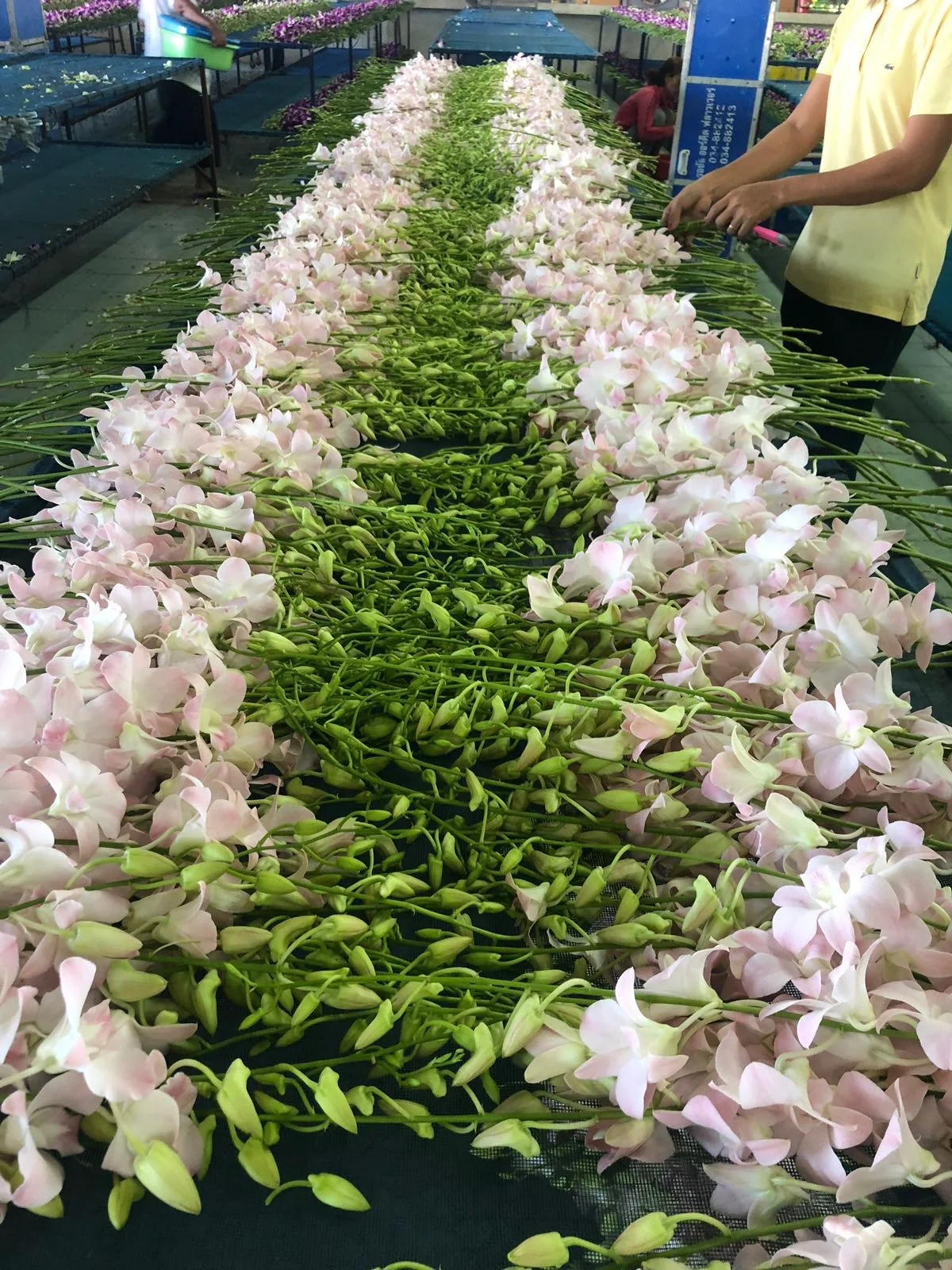 Orchid Flowers from TH;24 Purple