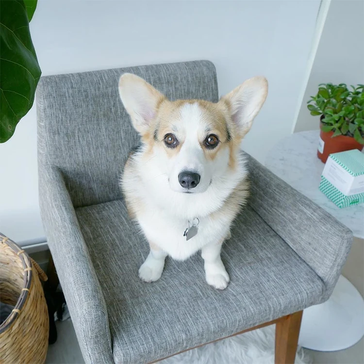 Dining Fabric Chair For Cafeteria Modern Wood Leg Dining Chair with Armrest American Style Upholstered Dining Arm Chairs