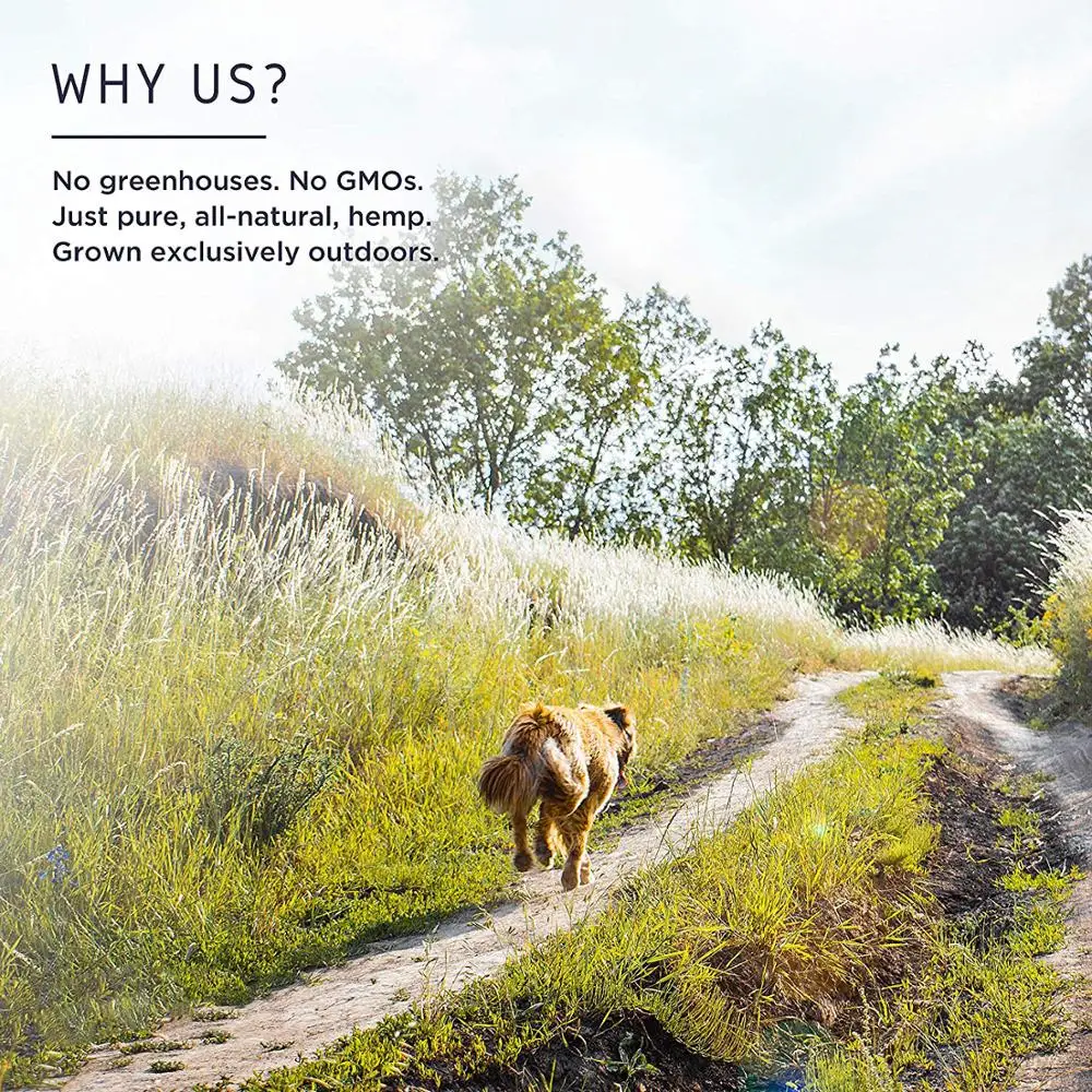 
2020 new style Hemp CBD Oil for Dogs for pet NO GMO Best Quality with Best price 