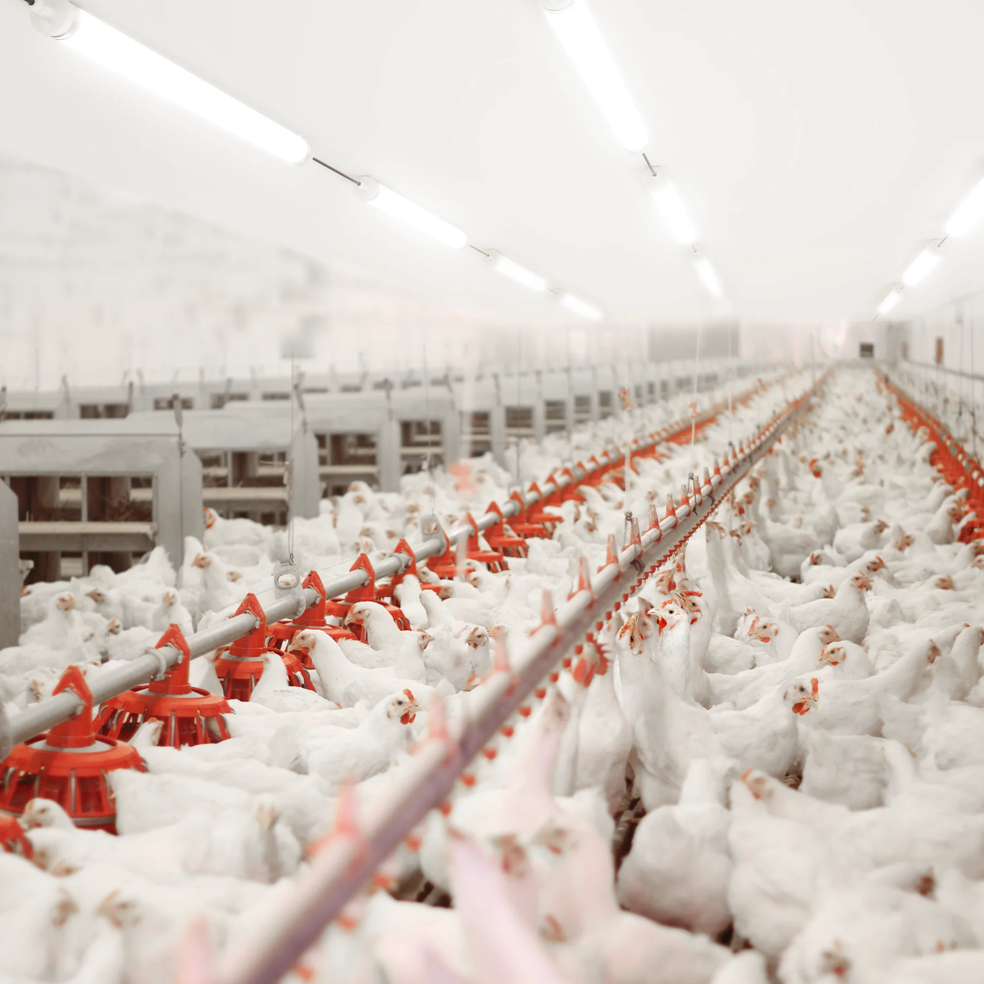 
IP69K led triproof lamp used in farm IK06 waterproof led light fixtures 