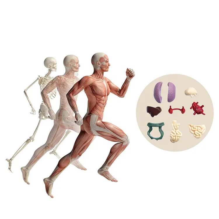 Jigsaw Puzzle Model Toy Science Kit Medica Anatomical Model Body Anatomy Early Education DIY Assembly Human Body Organ Model