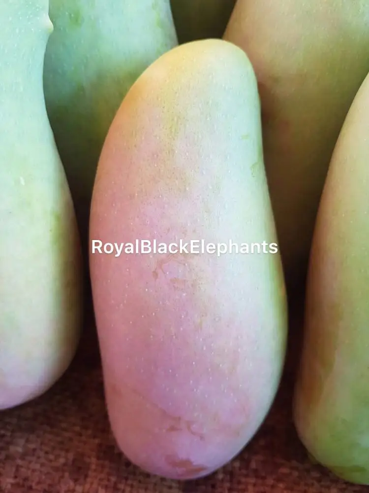 
Premium Mahachanok Mango -Thailand Royal sweet Mango 
