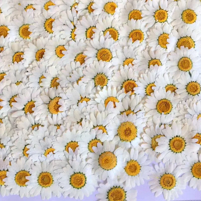 Y-E005 Natural Real Chrysanthemum Flower White Daisies Dried Pressed Flowers for Resin Jewelry Necklace Cardmaking Ring