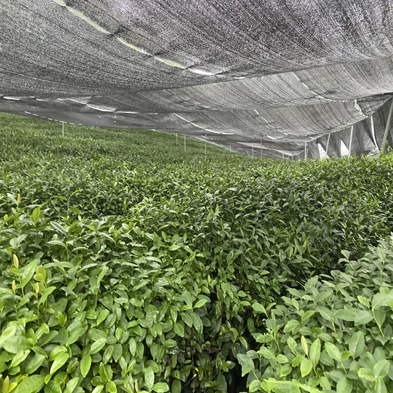 Wholesale High Grade Organic Matcha Green Tea Ceremonial Matcha Powder