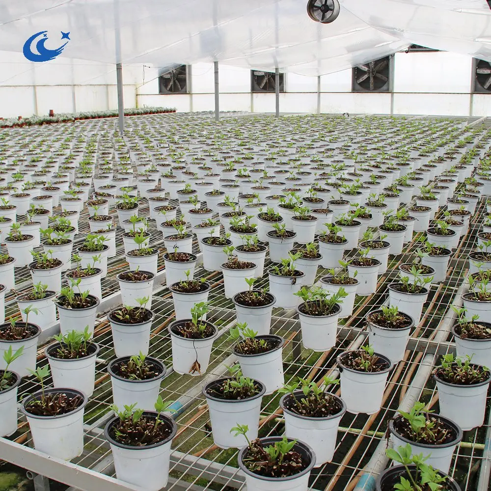 Aluminum frame with hot galvanized greenhouse Ebb and Flow rolling bench