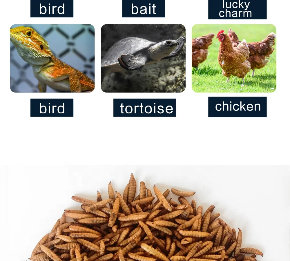 Janio Golden Wren для здоровья