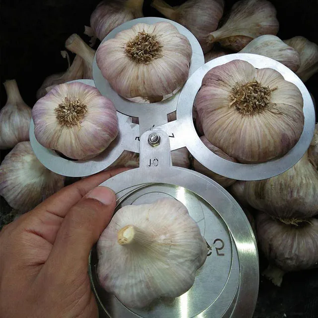 Price special fresh garlic.best quality garlic.red white garlic