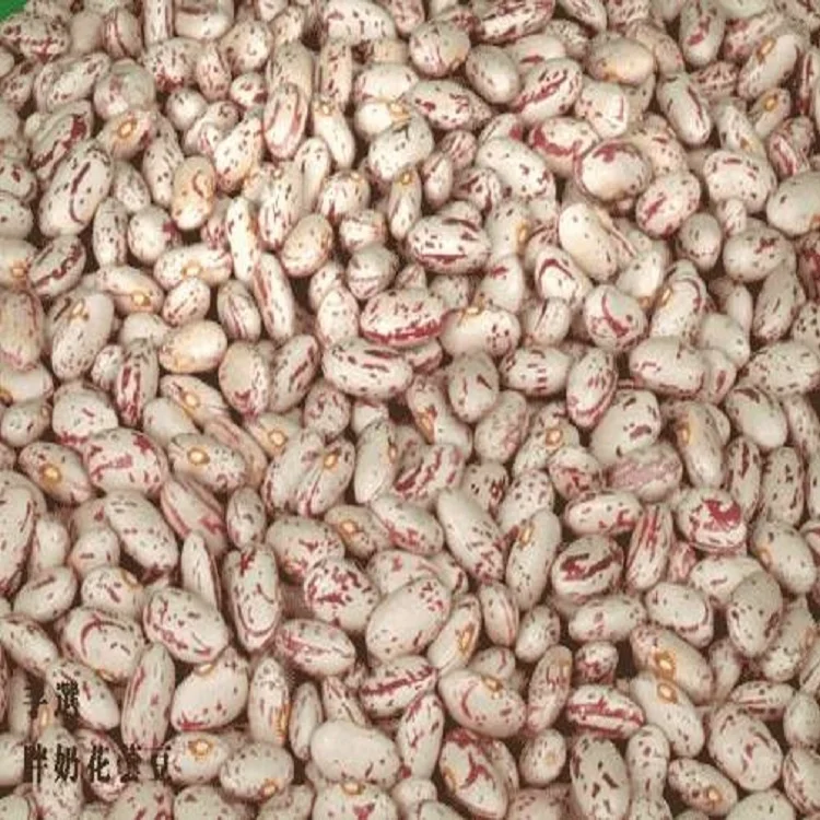 Pinto beans Light Speckled Beans LKSB для продажи