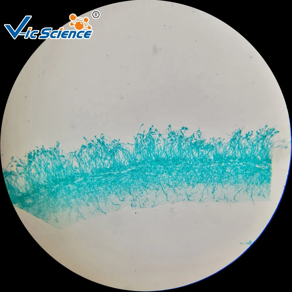 laboratory microscope prepared glass slides Botany Microscope Slide Plant Mitosis for Microscopes Plant Tissue Slides fungi