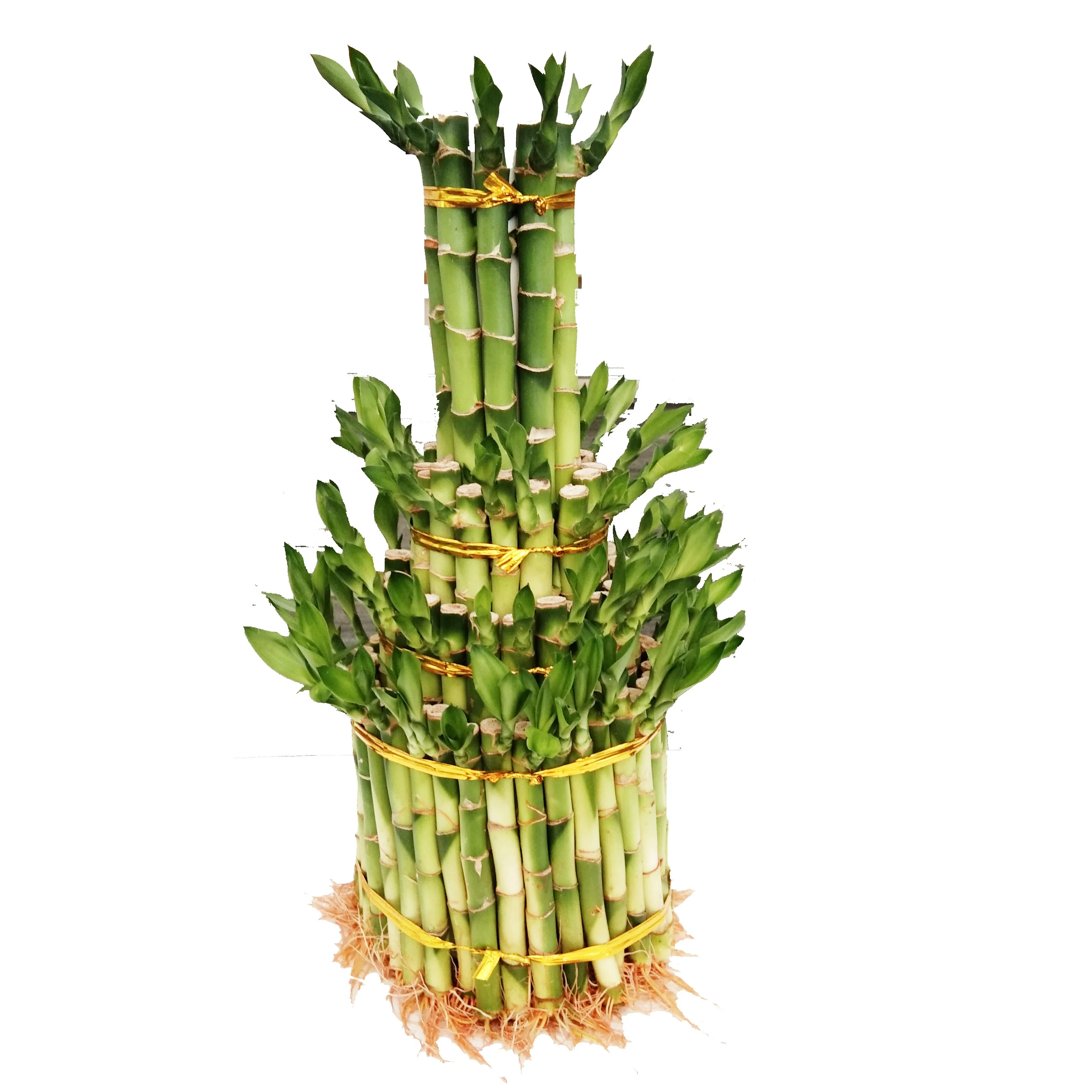 Indoor layer Bamboo Factory Lucky Bamboo tower dracaena sanderiana  Plant Zhanjiang