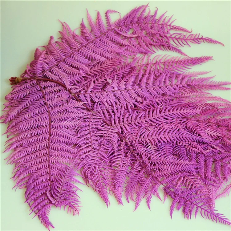 
2020 Amazon Hot sale Home decorative flowers Big Fern Leaf Real Natural Preserved flower Fern leaves 