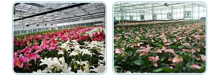 Flower-Glass-Greenhouse_10.jpg