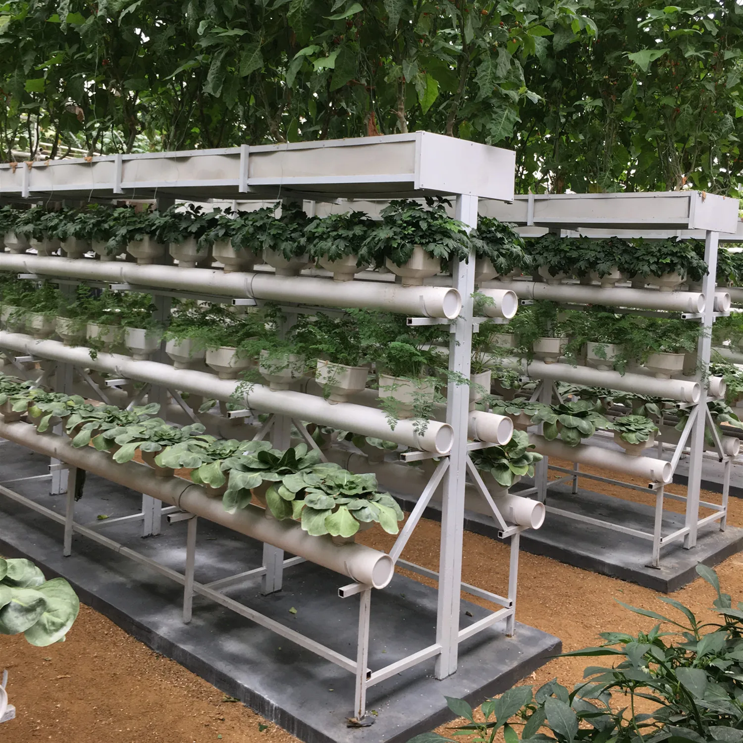 Pepper/Tomato/Cucmber/Cauliflower/Strawberry/Lettuce Cultivation Green House Covered By Polycarbonate Sheet for Sale