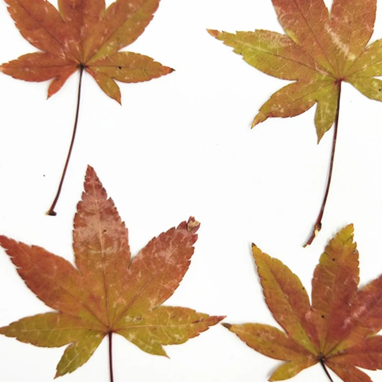 I637 Maple Leaves Dried Natural Real Leaves Craft Bookmark Decorations Multiple Colors