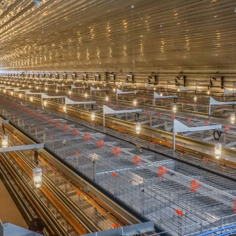 Poultry Equipment Chicken Cage Commercial Farmining Chicken Cages 4 Tier Chicken Layer Battery Cage For 10000 Birds