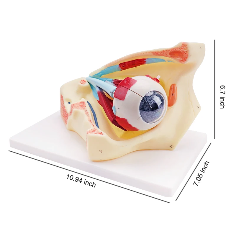 Medical Science Human Anatomical Simulation Structural PVC Eyeball Model Anatomical Model Eye Model