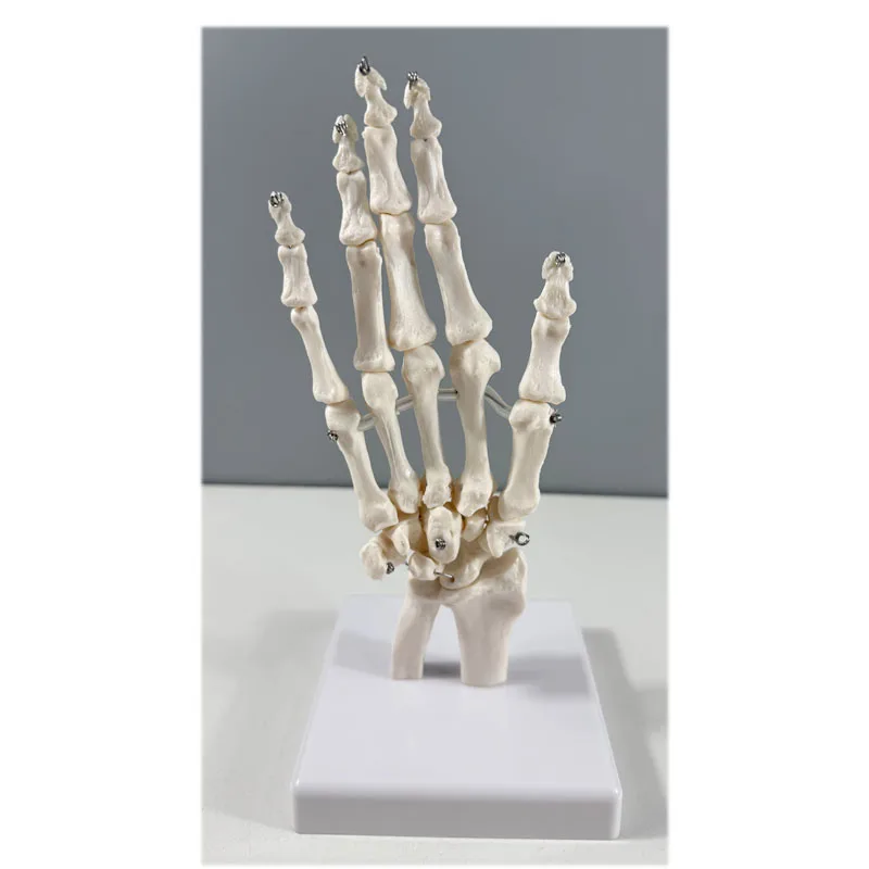 Production PVC Hand Skeleton Model Teaching Anatomical Joint Custom Made Artificial Life-Size Human