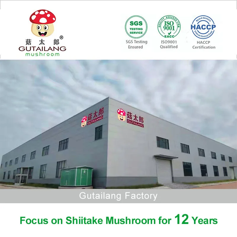 High quality dried shiitake mushroom best seller special for soup dried mini shiitake mushroom