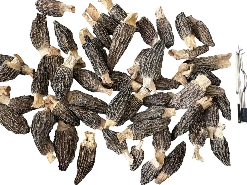 Premium Chinese morel mushrooms, base straight hair, wholesale mushrooms & truffles
