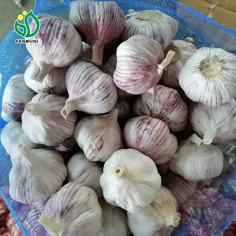 Loosely mesh bag 10kg/20kg 5.5cm-6.0cm ajo alho ail fresh garlic China garlic wholesaler
