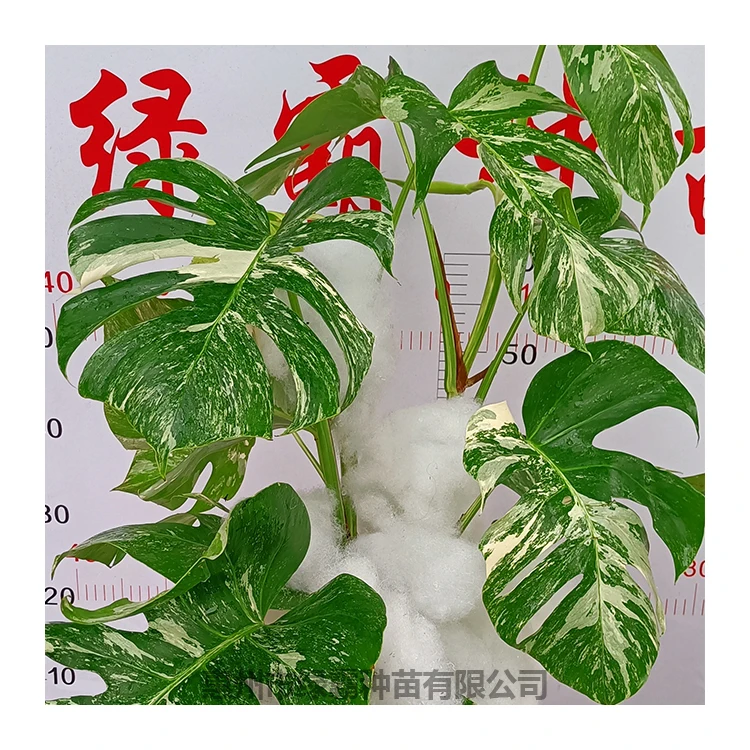 Искусственное декоративное растение для помещений по заводской цене, золотые растения монстеры красивой, бонсай