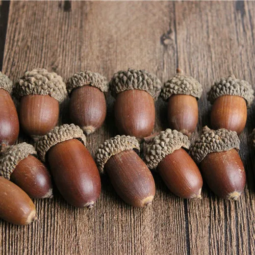 Dry Flowers  Big Acorn for Handmade DIY Material  Christmas Tree Hanging Decoration and Interior Hanging Decoration