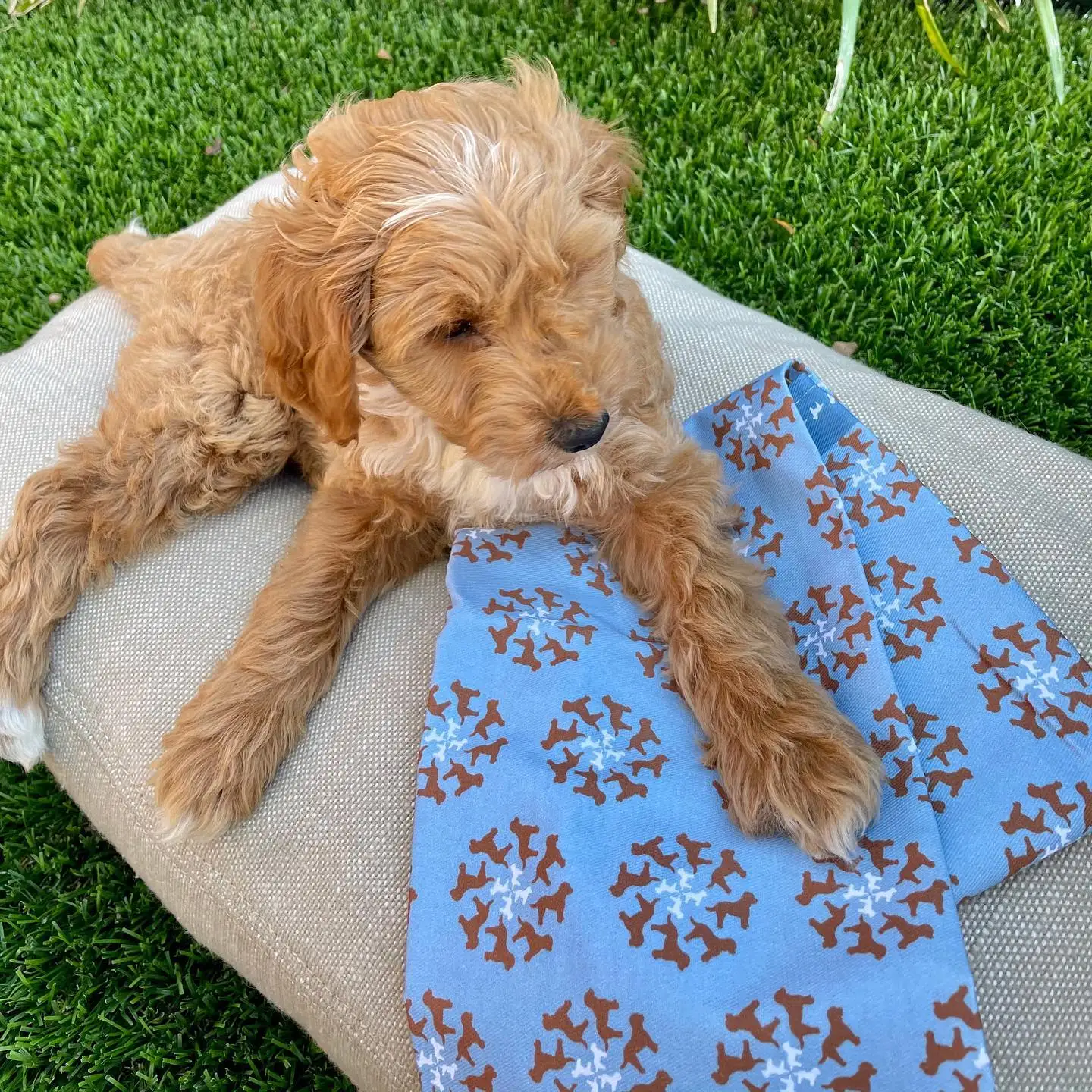 dog tea towels.jpg