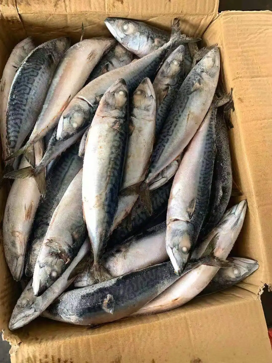 Frozen mackerel saba fish whole round seafrozen 300/500