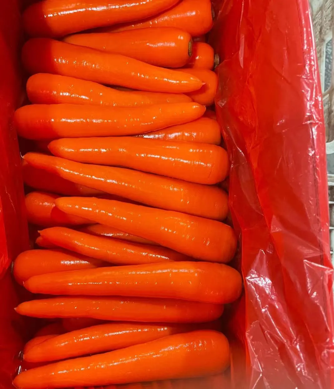 chinese fresh carrot S M L 2L 3L Shandong new crop Qingdao port
