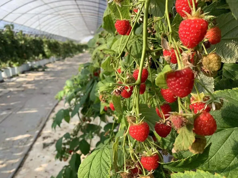 Commercial Hydroponics Glass greenhouse For tomato growing vegetable green house