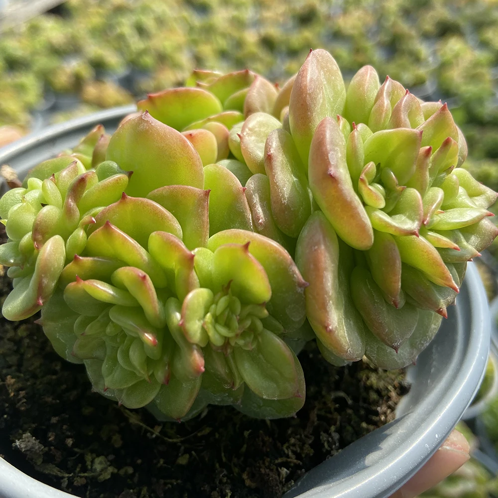 Прямая поставка с завода зеленые растения маленькие суккуленты echeveria