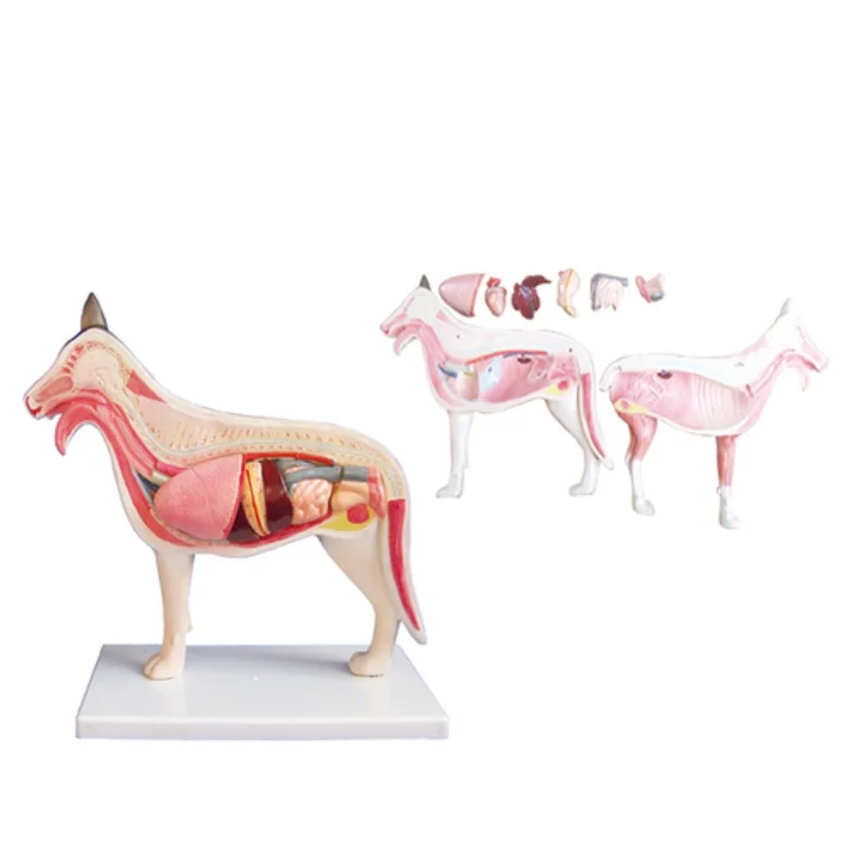 B026 dog anatomy model