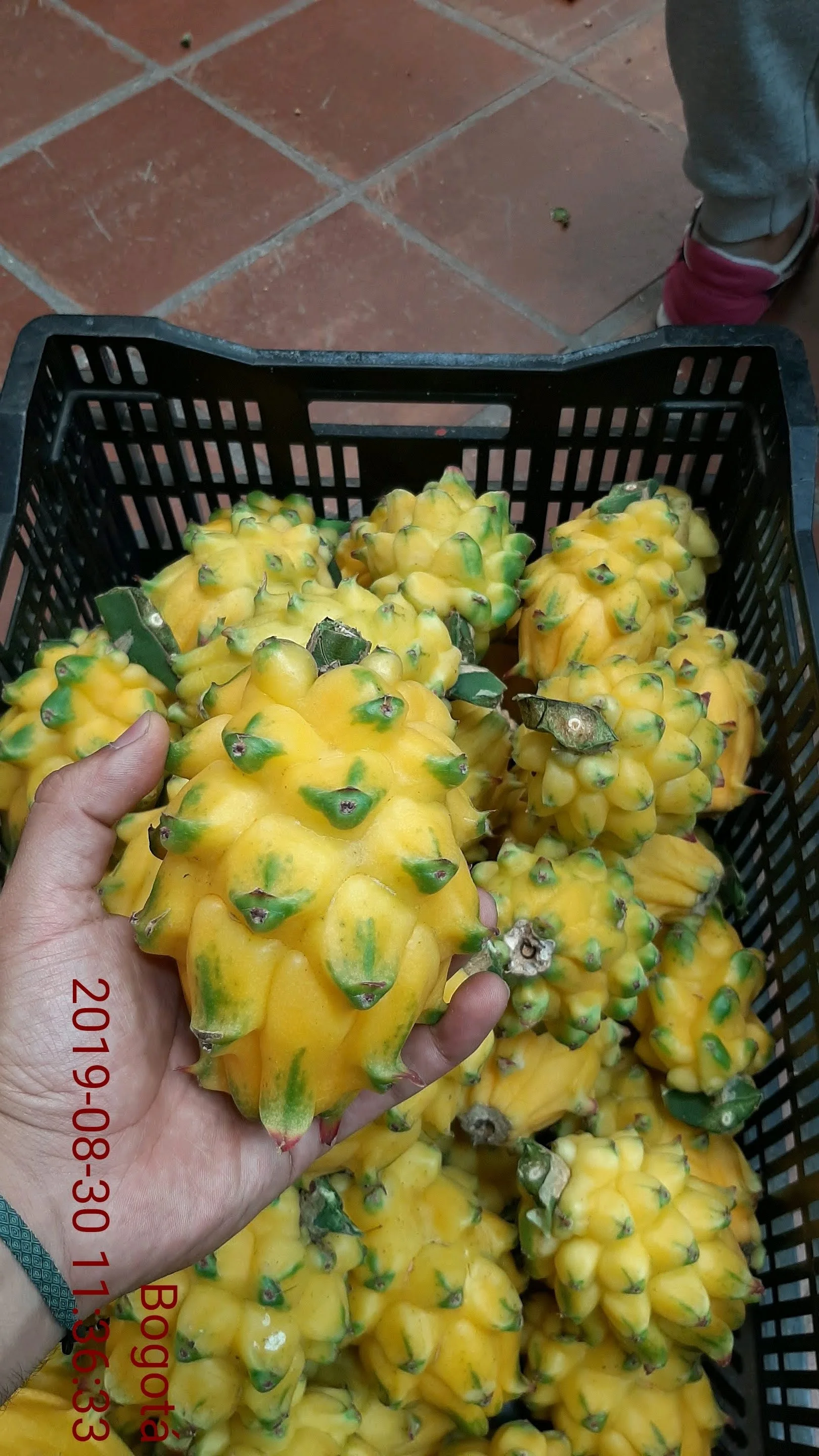  Недорогие свежие фрукты желтого дракона Pitahaya экзотические