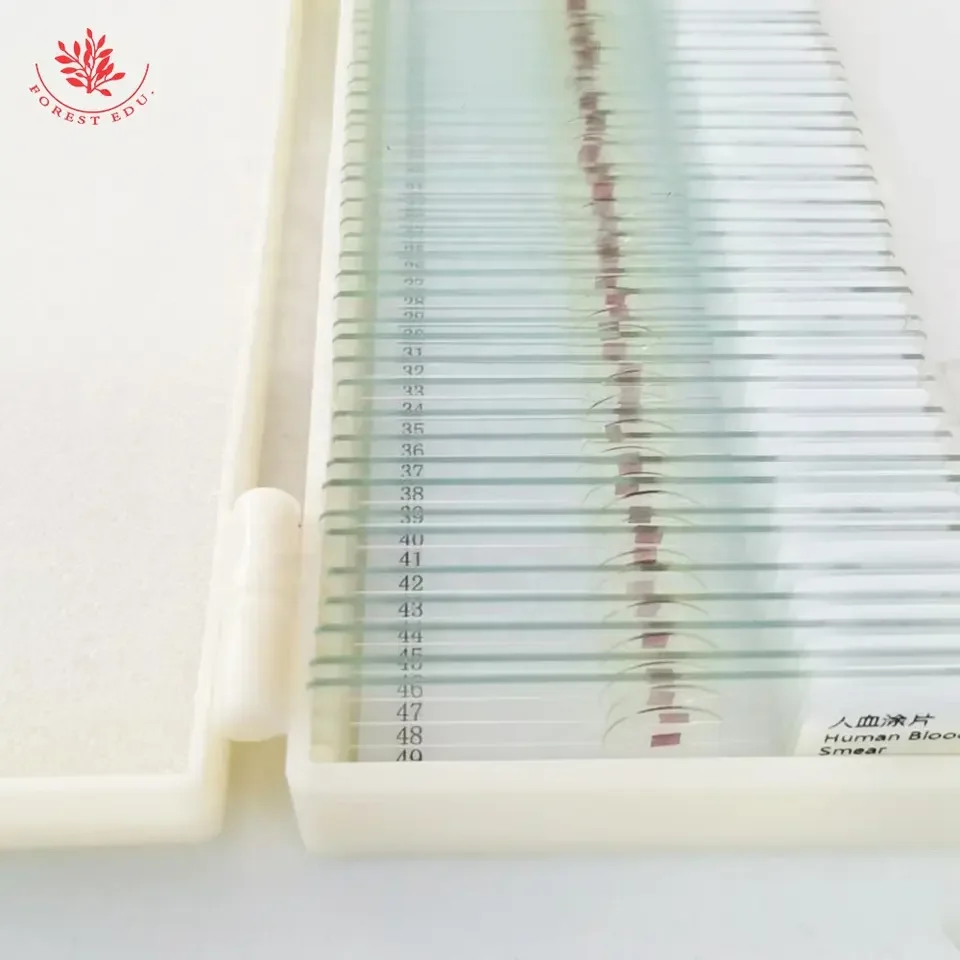 Teaching Resources Glass Slides High Quality Cover Glass Human Skin Sec Through Hair Slides Human Histology Slides