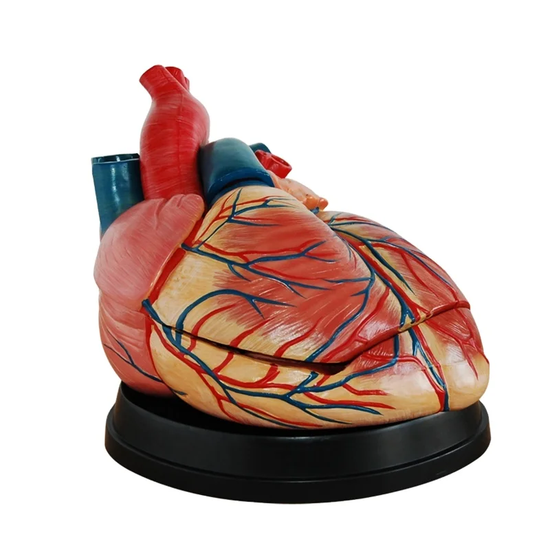 DARHMMY New Style Jumbo Anatomical Heart Model Human Large Heart Anatomy for Medical Science