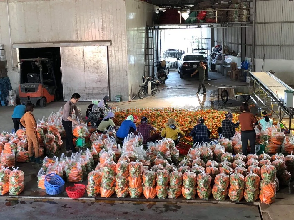 
New crop 20120 fresh carrot export from Vietnam size S M L 2L 3M high quality 