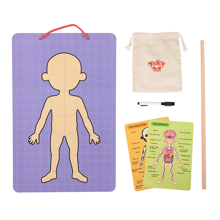 RTS 2025 New Wooden Paper Toys Body Chart Kids Educational Toys to Learning