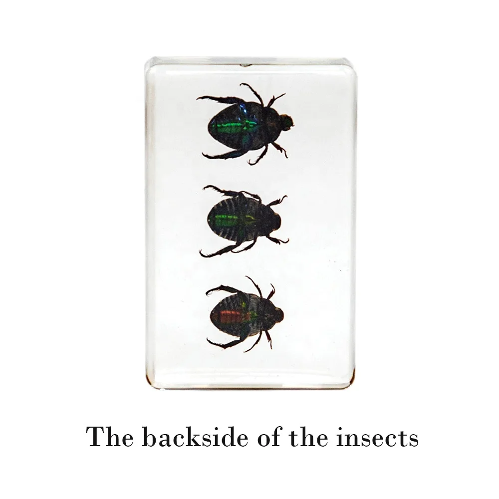 real beetles resin crafts three different kinds of beetles bugs in resin cube customized decoration for home living room